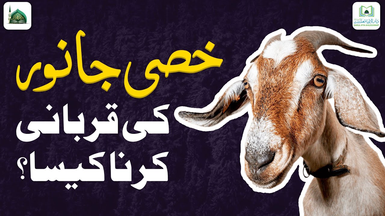 Khassi Janwar Ki Qurbani Karna Kaisa?